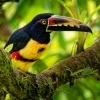 Arassari pestry - Pteroglossus torquatus - Collared Aracari o5789